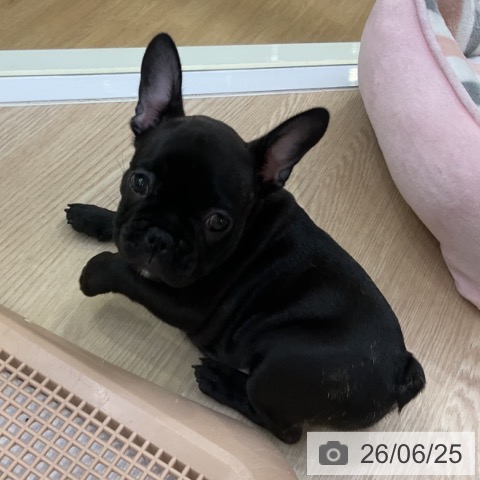 フレンチ・ブルドッグの写真