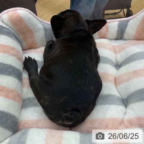 フレンチ・ブルドッグの写真