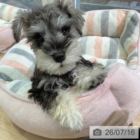 愛知県のミニチュアシュナウザー (ペットプラス 岡崎店/2026年4月24日生まれ/男の子/ソルトペッパー)の子犬の4枚目の画像