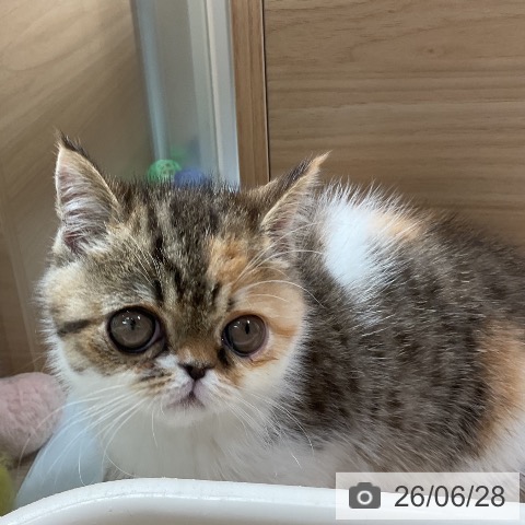三重県のエキゾチック (ペットプラス 鈴鹿店/2026年4月18日生まれ/女の子/ブラウンパッチドスポテッドタビーホワイト)の子猫の4枚目の画像