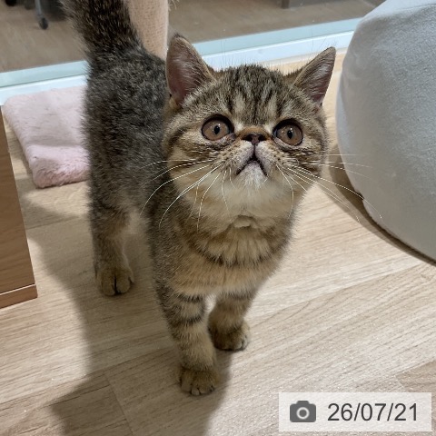 三重県のエキゾチック (ペットプラス 鈴鹿店/2026年4月18日生まれ/男の子/ブラウンスポットタビー)の子猫の4枚目の画像