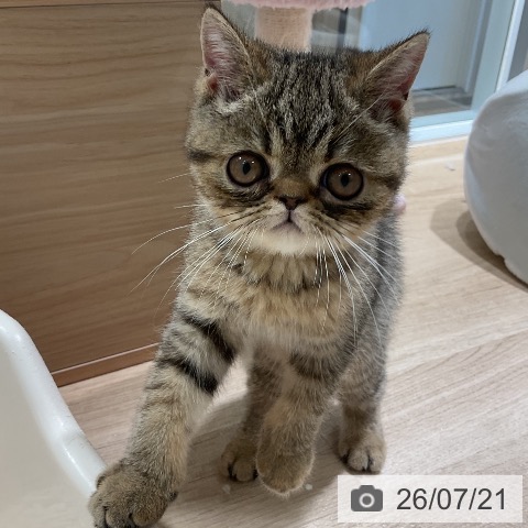 三重県のエキゾチック (ペットプラス 鈴鹿店/2026年4月18日生まれ/男の子/ブラウンスポットタビー)の子猫の3枚目の画像