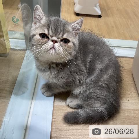 愛知県のエキゾチック (ペットプラス ナゴヤドーム前店/2026年4月18日生まれ/男の子/ブルークラシックタビー)の子猫の4枚目の画像