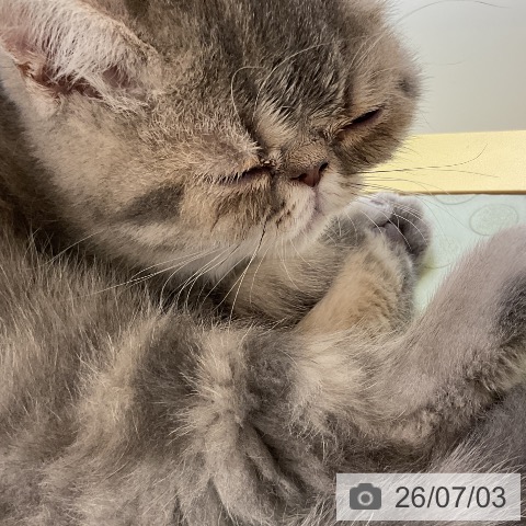 愛知県のエキゾチック (ペットプラス ナゴヤドーム前店/2026年4月18日生まれ/男の子/ブルークラシックタビー)の子猫の3枚目の画像