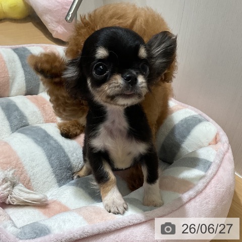 愛知県のチワワ(ロング) (ペットプラス ナゴヤドーム前店/2026年4月15日生まれ/女の子/ブラックタン)の子犬の4枚目の画像