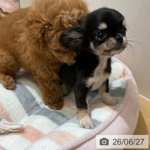 愛知県のチワワ(ロング) (ペットプラス ナゴヤドーム前店/2026年4月15日生まれ/女の子/ブラックタン)の子犬の3枚目の画像