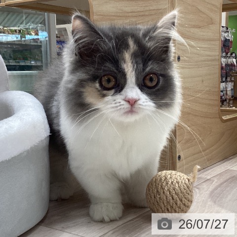 マンチカンの写真