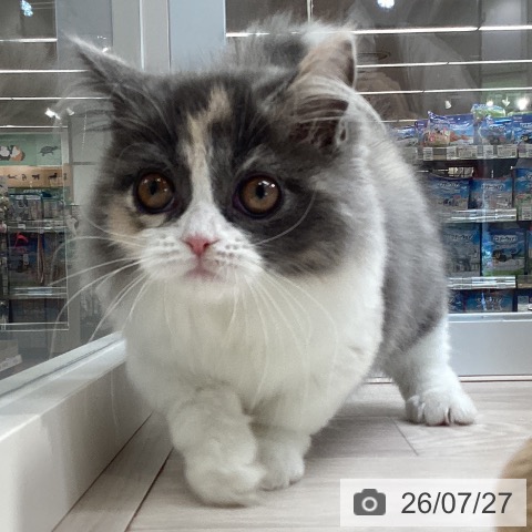 マンチカンの写真
