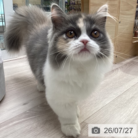 マンチカンの写真