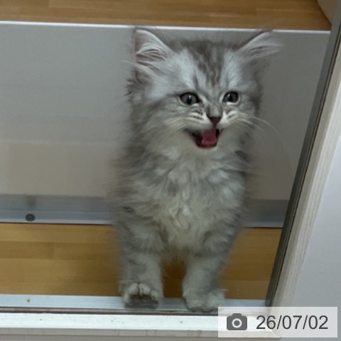 石川県のサイベリアン (ペットプラス 新小松店/2026年4月20日生まれ/男の子/シルバータビー)の子猫の4枚目の画像