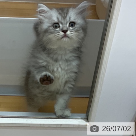 石川県のサイベリアン (ペットプラス 新小松店/2026年4月20日生まれ/男の子/シルバータビー)の子猫の3枚目の画像