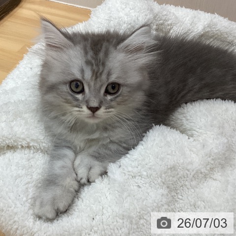 石川県のサイベリアン (ペットプラス 新小松店/2026年4月20日生まれ/男の子/シルバータビー)の子猫の4枚目の画像