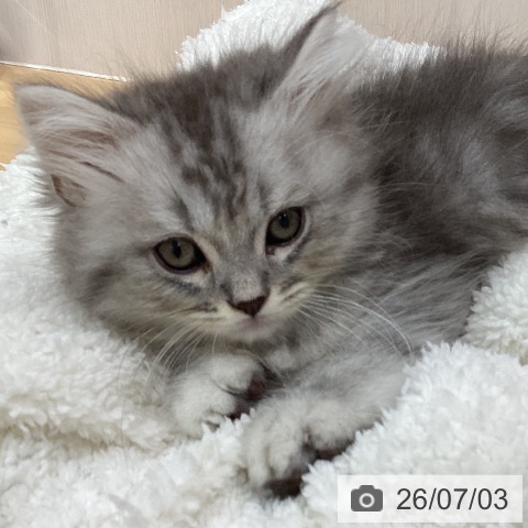 石川県のサイベリアン (ペットプラス 新小松店/2026年4月20日生まれ/男の子/シルバータビー)の子猫の3枚目の画像