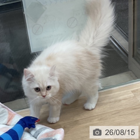 愛知県のサイベリアン (ペットプラス 東浦店/2026年4月20日生まれ/男の子/カメオタビー)の子猫の4枚目の画像