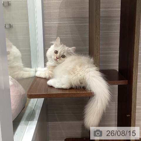 愛知県のサイベリアン (ペットプラス 東浦店/2026年4月20日生まれ/男の子/カメオタビー)の子猫の4枚目の画像