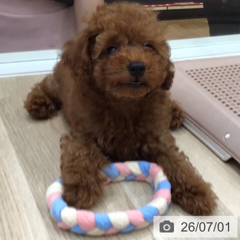 岐阜県のトイプードル(トイ) (ペットプラス 各務原店/2026年4月23日生まれ/男の子/レッド)の子犬の4枚目の画像