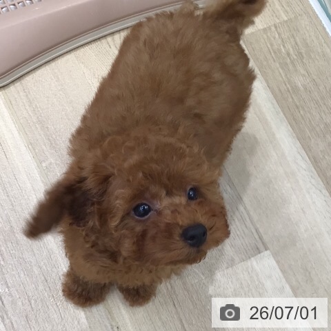 岐阜県のトイプードル(トイ) (ペットプラス 各務原店/2026年4月23日生まれ/男の子/レッド)の子犬の3枚目の画像