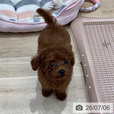 岐阜県のトイプードル(トイ) (ペットプラス 各務原店/2026年4月23日生まれ/女の子/レッド)の子犬の4枚目の画像