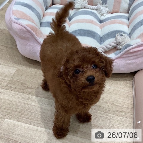 岐阜県のトイプードル(トイ) (ペットプラス 各務原店/2026年4月23日生まれ/女の子/レッド)の子犬の3枚目の画像