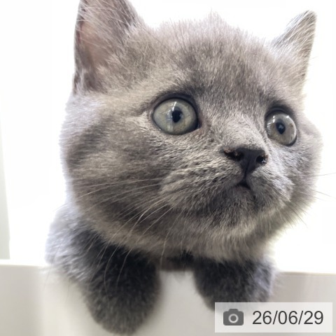 富山県のブリティッシュショートヘアー (ペットプラス 高岡店/2026年4月24日生まれ/男の子/ブルー)の子猫の4枚目の画像