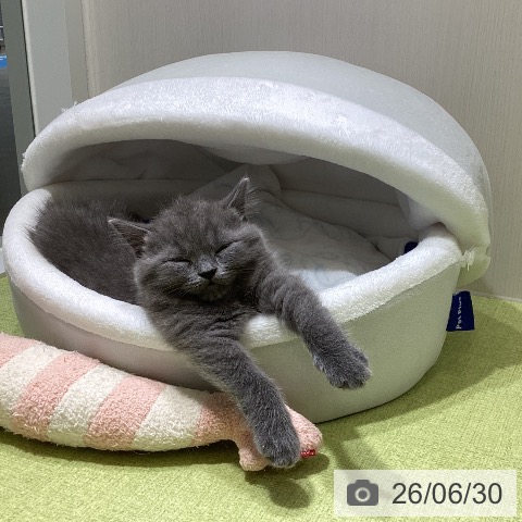 富山県のブリティッシュショートヘアー (ペットプラス 高岡店/2026年4月24日生まれ/男の子/ブルー)の子猫の3枚目の画像