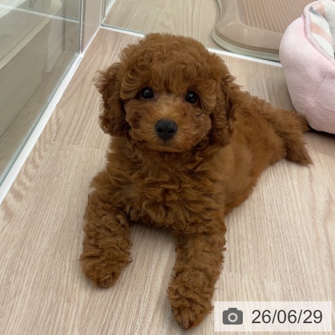 福井県のトイプードル(トイ) (ペットプラス 福井店/2026年4月26日生まれ/男の子/レッド)の子犬の4枚目の画像