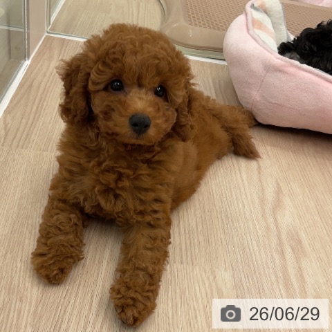 福井県のトイプードル(トイ) (ペットプラス 福井店/2026年4月26日生まれ/男の子/レッド)の子犬の3枚目の画像