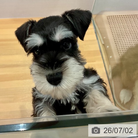 愛知県のミニチュアシュナウザー (ペットプラス 名古屋茶屋店/2026年4月24日生まれ/男の子/ブラックシルバー)の子犬の3枚目の画像