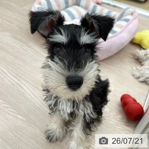 愛知県のミニチュアシュナウザー (ペットプラス 豊田店/2026年4月24日生まれ/男の子/ブラックシルバー)の子犬の3枚目の画像