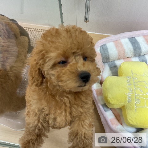 愛知県のトイプードル(トイ) (ペットプラス ナゴヤドーム前店/2026年4月26日生まれ/女の子/レッド)の子犬の4枚目の画像