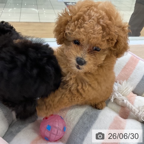 愛知県のトイプードル(トイ) (ペットプラス ナゴヤドーム前店/2026年4月26日生まれ/男の子/レッド)の子犬の3枚目の画像