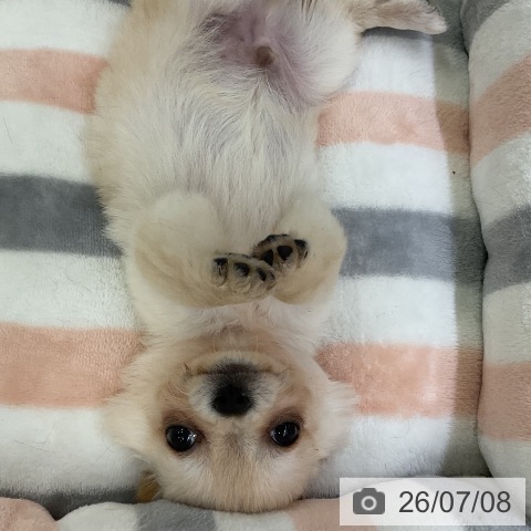 チワワの写真