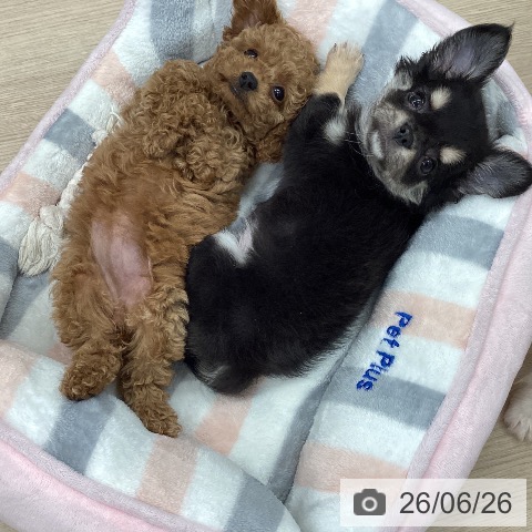 チワワの写真