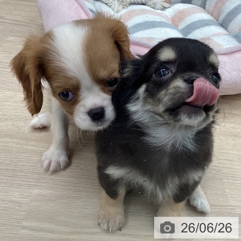 チワワの写真