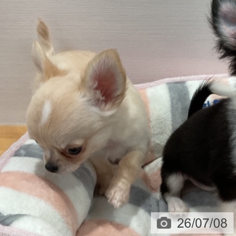 チワワの写真