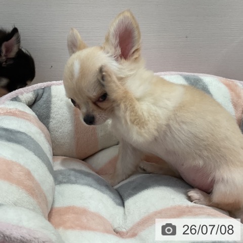 チワワの写真