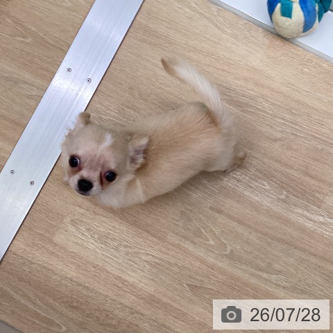 チワワの写真