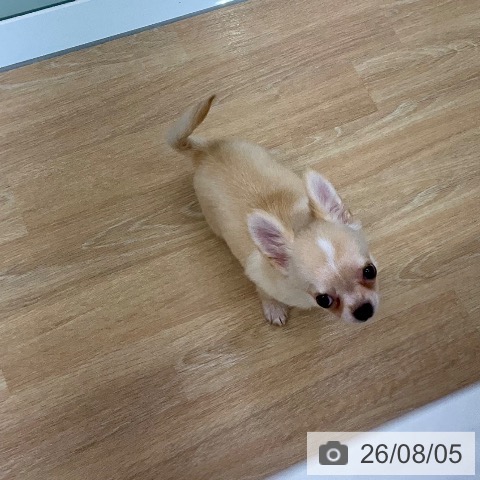 チワワの写真
