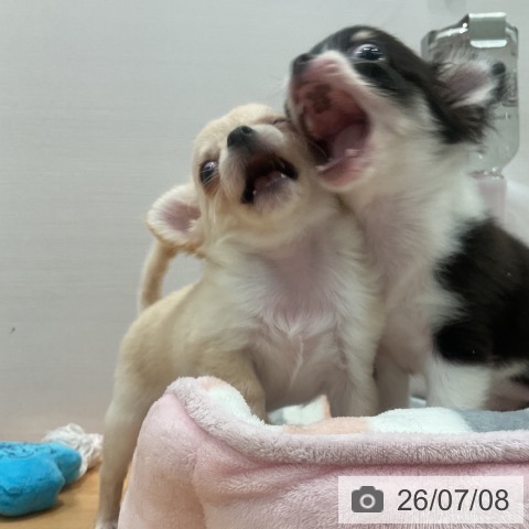 三重県のチワワ(ロング) (ペットプラス 四日市泊店/2026年4月25日生まれ/女の子/クリームホワイト)の子犬の3枚目の画像