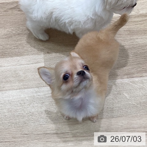 チワワの写真