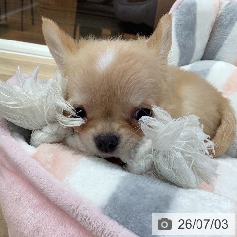 チワワの写真