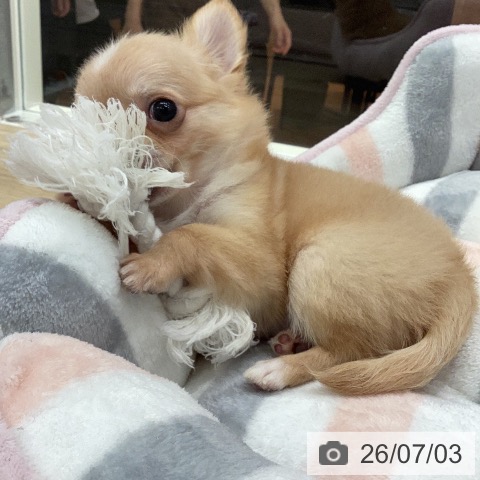 チワワの写真