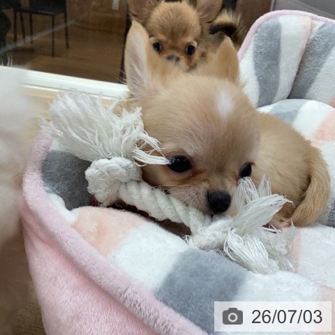 チワワの写真