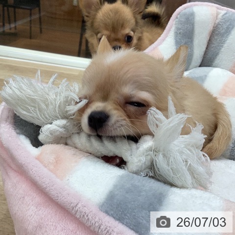 チワワの写真