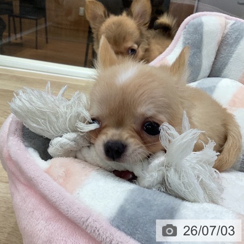 チワワの写真