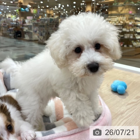 愛知県のトイプードル(トイ) (ペットプラス 豊田店/2026年4月25日生まれ/女の子/ホワイト)の子犬の4枚目の画像