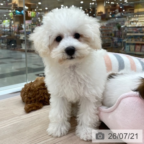 愛知県のトイプードル(トイ) (ペットプラス 豊田店/2026年4月25日生まれ/女の子/ホワイト)の子犬の3枚目の画像
