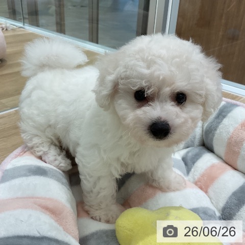 愛知県のビションフリーゼ (ペットプラス 熱田店/2026年4月27日生まれ/男の子/ホワイト)の子犬の4枚目の画像