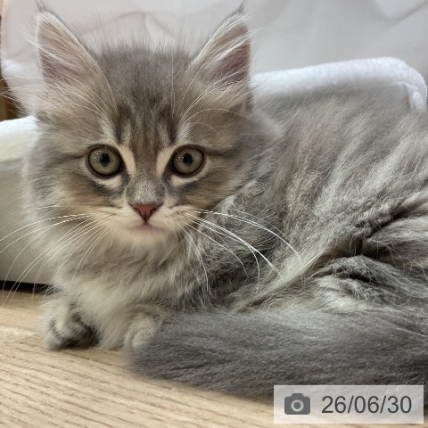 愛知県のマンチカン (ペットプラス 岡崎店/2026年4月27日生まれ/男の子/ブルータビー)の子猫の3枚目の画像