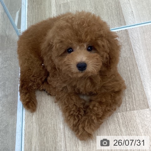愛知県のトイプードル(トイ) (ペットプラス みなと店/2026年4月29日生まれ/男の子/レッドフォーン)の子犬の4枚目の画像